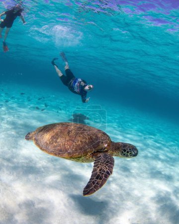 Foto de Una hermosa tortuga marina y buceadores bajo el océano - Imagen libre de derechos