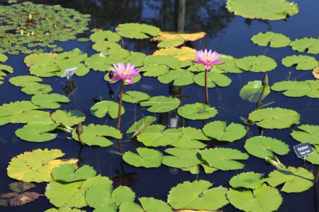 Foto de Un primer plano de flores de lirio acuático tropical pigmeo púrpura con hojas de loto en la superficie del agua - Imagen libre de derechos