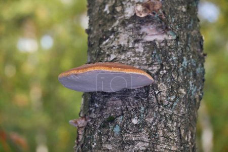 Téléchargez les photos : Plan rapproché d'un polypore poussant sur un tronc d'arbre - en image libre de droit