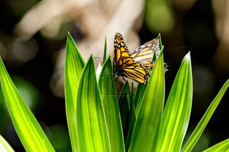 Téléchargez les photos : Un beau papillon monarque sur le dessus des feuilles de la plante par une journée ensoleillée - en image libre de droit