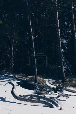 Foto de Un disparo vertical de troncos de árboles caídos en un bosque nevado - Imagen libre de derechos