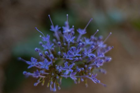 Photo for A closeup of blue throatwort (Trachelium caeruleum) flower on a blurry background - Royalty Free Image
