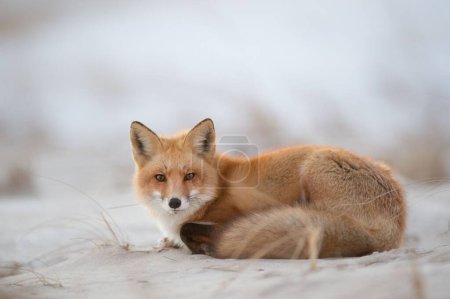 Photo for A beautiful Ezo red fox laying on the sand - Royalty Free Image