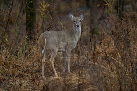 Foto de Un ciervo en su entorno natural - Imagen libre de derechos
