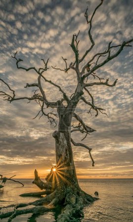 Foto de Un disparo vertical de un árbol sin hojas en Boneyard Beach, Jacksonville, Florida al atardecer - Imagen libre de derechos