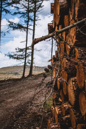 Photo for A vertical shot of a stack of chopped tree logs - Royalty Free Image