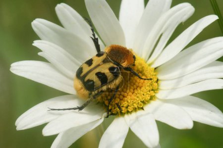 Téléchargez les photos : Plan macroscopique d'un scarabée apicole (Xous zonatus) sur une fleur - en image libre de droit