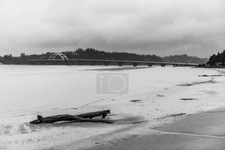 Téléchargez les photos : Un cliché en niveaux de gris du bois flotté sur la côte mousseuse de la baie de Siletz le long de la côte de l'Oregon, OR, US - en image libre de droit