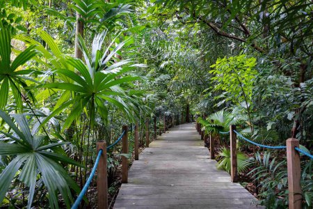 Téléchargez les photos : Une allée en bois dans la forêt tropicale à l'intérieur des jardins botaniques de Singapour - en image libre de droit