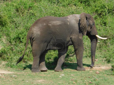Foto de Un elefante mojado, disfrutando de la luz del sol en un Parque Nacional Reina Isabel en Uganda, rodeado de vegetación verde - Imagen libre de derechos