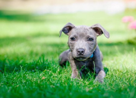 Foto de Un primer plano de un cachorro americano de pit bull terrier gris en la hierba - Imagen libre de derechos