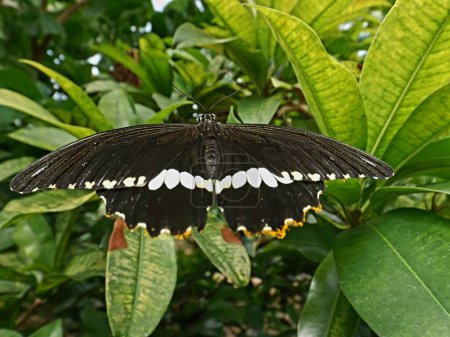 Photo for A top view closeup of a big black and white butterfly on leaves - Royalty Free Image
