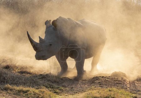 Photo for A strong and big rhino in the middle of a dusty field - Royalty Free Image