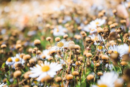 Téléchargez les photos : Un foyer sélectif de fleurs de marguerite dans un champ - en image libre de droit