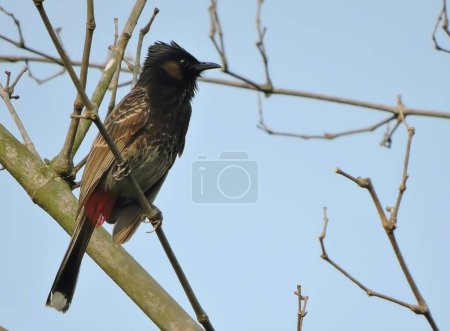 Photo for The red-vented bulbul (Pycnonotus cafer) is a member of the bulbul family of passerines. It is resident breeder across the Indian subcontinent. - Royalty Free Image