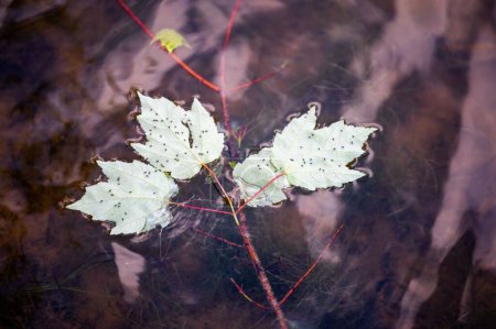 Téléchargez les photos : Une branche d'érable avec des feuilles flottant à la surface de l'eau - en image libre de droit