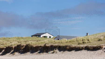 Photo for A flock of migratory birds flying in blue sky over the coastal houses on the grassy dune in Fano, Denmark - Royalty Free Image