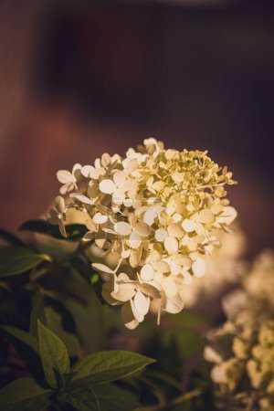 Photo for A vertical closeup of white sunlit PeeGee hydrangea blurred background - Royalty Free Image