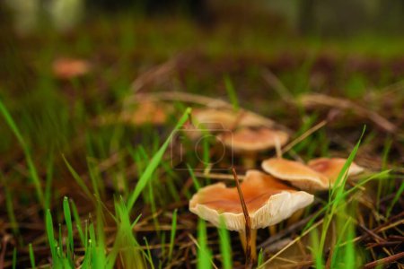 Foto de Primer plano del hongo, Clitocybe fragrans, en un suelo verde musgoso con hongos fuera de foco en el fondo - Imagen libre de derechos