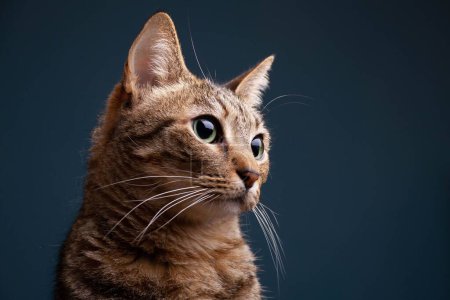 Téléchargez les photos : Un portrait d'un mignon chat asiatique tabby brun sur un fond vert foncé - en image libre de droit