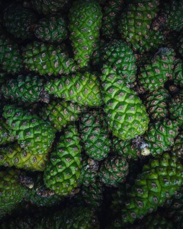 Photo for A vertical closeup shot of green pine cones. - Royalty Free Image