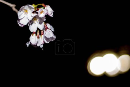 Téléchargez les photos : La fleur de cerisier rose sur la branche avec des lumières bokeh dans le fond sombre flou - en image libre de droit