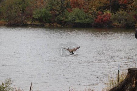 Téléchargez les photos : Une oie canadienne survolant le lac contre la forêt d'automne - en image libre de droit