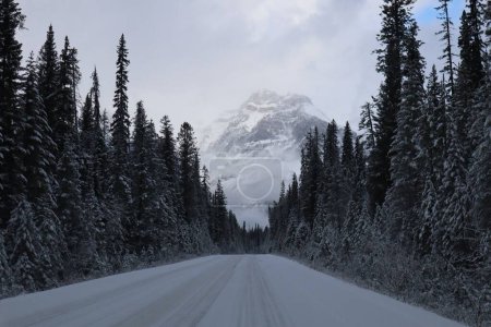 Téléchargez les photos : Une route et des pins sur fond de montagne par une journée d'hiver brumeuse. Parc national Banff. - en image libre de droit