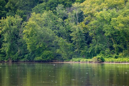Téléchargez les photos : Une belle vue sur la rivière Anacostia et la forêt verte dense en arrière-plan dans le Maryland, États-Unis - en image libre de droit