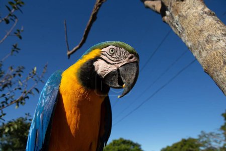 Photo for A closeup shot of a blue-throated macaw against a clear blue sky. - Royalty Free Image