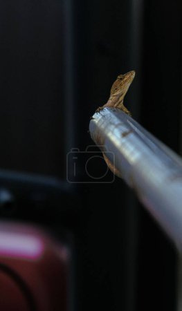 Foto de Un lagarto en varilla de aluminio con fondo borroso - Imagen libre de derechos