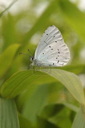 Téléchargez les photos : Un gros plan d'un papillon bleu houx sur une feuille verte - en image libre de droit