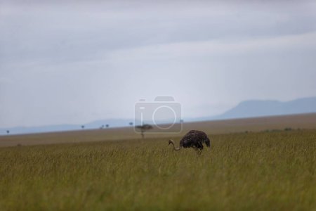 Photo for An ostrich walking in the yellow field in Masai Mara, Kenya - Royalty Free Image