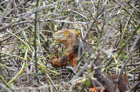 Téléchargez les photos : Une concentration sélective d'un iguane terrestre Galapagos sur le sol avec un arrière-plan flou - en image libre de droit