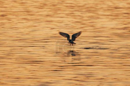 Téléchargez les photos : La silhouette d'une sterne noire atterrissant sur l'eau à l'heure dorée - en image libre de droit