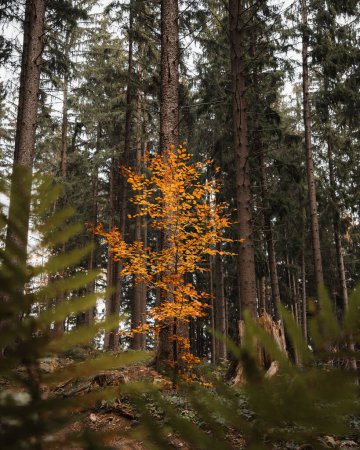 Foto de Un disparo vertical de un árbol amarillo creciendo en un bosque de pinos verdes en las montañas Beskydy, República Checa - Imagen libre de derechos