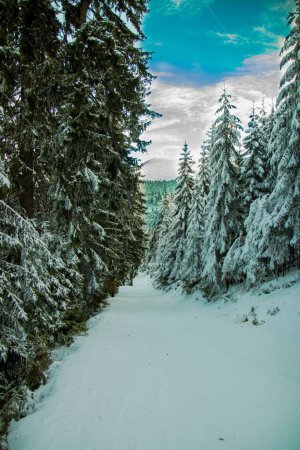 Photo for Vertical shot of winter landscape with narrow path surrounded by evergreen tall fir trees under blue sky with white clouds - Royalty Free Image