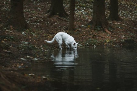 Foto de Un pastor suizo blanco bebiendo agua de un lago en un bosque en la República Checa - Imagen libre de derechos
