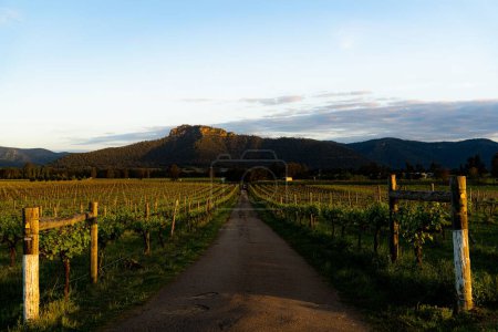 Foto de Una hermosa vista del viñedo cerca de las montañas - Imagen libre de derechos