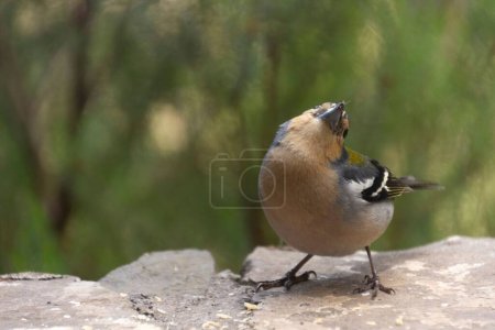 Photo for A close up of a common chaffinch (Fringilla coelebs) perched on a rock, on blurred natural background - Royalty Free Image