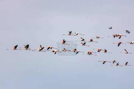 Téléchargez les photos : Un troupeau de cigognes volant au-dessus d'un ciel clair et ensoleillé - en image libre de droit