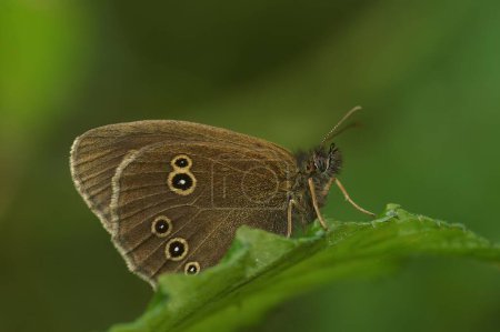 Foto de Una macro toma de una mariposa Ringlet sobre una hoja verde - Imagen libre de derechos