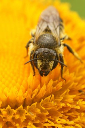Téléchargez les photos : Plan vertical d'une abeille coupeuse femelle Patchwork - en image libre de droit