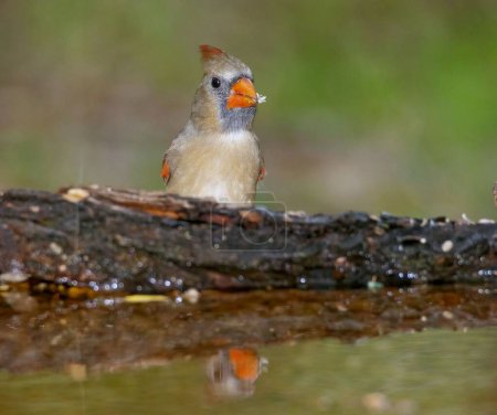 Téléchargez les photos : Une prise de vue sélective de l'adorable cardinal du Nord perché sur la bûche sur le lac et son reflet - en image libre de droit