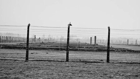 Foto de Una vista a escala de grises del paisaje en el campo de concentración de Auschwitz a través de una valla en Oswiecim, Polonia - Imagen libre de derechos