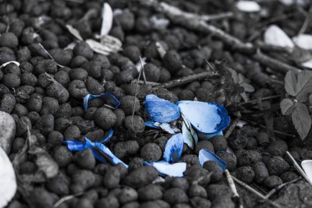 Téléchargez les photos : Un gros plan de coquillages bleus sur un fond de galets en niveaux de gris - en image libre de droit