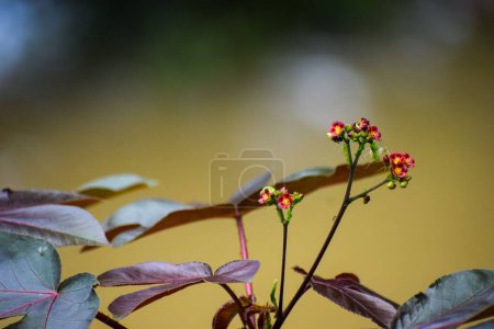 Photo for Red flowers of Jatropha (Nettlespurges) plant in closeup - Royalty Free Image