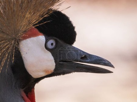 Téléchargez les photos : Gros plan d'une grue à couronne noire dans le refuge d'oiseaux colombien. - en image libre de droit