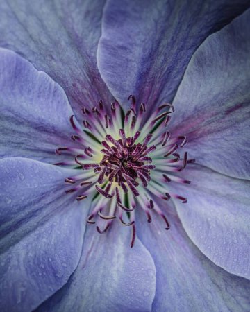 Téléchargez les photos : Un gros plan vertical d'une fleur de clématite pourpre. - en image libre de droit