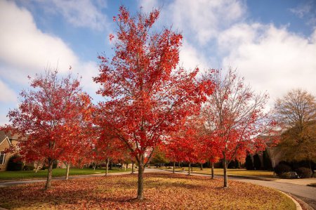 Téléchargez les photos : Un parc arboré en automne - en image libre de droit
